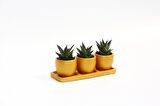 TRİO ORANGE HEDİYELİK SUKULENT SETİ - Haworthia Limifolia