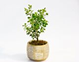 BONSAİ BUXUS - HEDİYELİK ARKAİK SAKSIDA