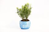 BONSAİ EUONYMUS MİCROPHYLLUS - HEDİYELİK ARKAİK SAKSIDA MAVİ