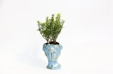 BONSAİ HELEN EUONYMUS MİCROPHYLLUS - HEDİYELİK MAVİ RENK