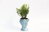 BONSAİ HELEN EUONYMUS MİCROPHYLLUS - HEDİYELİK MAVİ RENK
