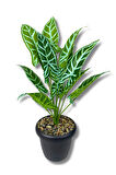 Plastik Saksıda Yapay Alocasia Bitkisi 70 Cm 12 Dal