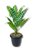 Plastik Saksıda Yapay Alocasia Bitkisi 70 Cm 12 Dal