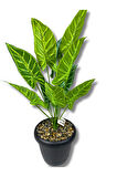 Plastik Saksıda Yapay Alocasia Bitkisi 70 Cm 12 Dal