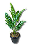 Plastik Saksıda Yapay Alocasia Bitkisi 70 Cm 12 Dal