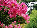 "Pembe Oya Ağacı Fidanı (Lagerstroemia indica) - Bahçenize Renk ve Zarafet Katın"50-70 cm tüplü