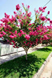 "Pembe Oya Ağacı Fidanı (Lagerstroemia indica) - Bahçenize Renk ve Zarafet Katın"50-70 cm tüplü