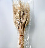 Kurutulmuş buğday başağı