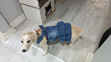 Empati Küçük Irk Köpek için Jean Elbise