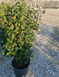 saksılı kartopu parlak yapraklı (viburnum tinus lucidum)