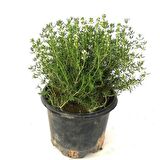 Saksılı Kekik Fidanı 15-25 Cm Büyük Boy Potted Thyme Sapling