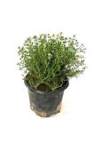 Potted Thyme Sapling Kekik Fidanı 10-20 Cm Potted Thyme Sapling