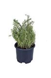 Saksılı Kekik Fidanı 10-20 Cm Potted Thyme Sapling