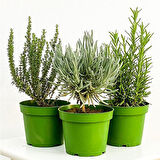 Kekik Nane Lavanta 3 Lü Set 10-20 Cm Aromatik Bitki Seti 