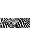 Zebra Kanvas Gülen Tablo