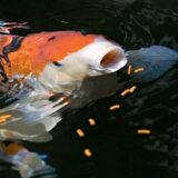 Tetra Pond Koi Sticks Kırmızı Balık Yemi 1000 Gram