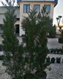 leylandi saksılı ortalama boyu 180cm 200cm arası
