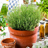 Kekik Fidanı 10-20 Cm 5 Adet Thymus Vulgaris