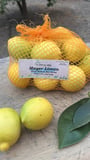 Limon (Mayer)