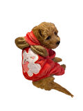 Gedyco Lola love Yumuşacık Peluş Küçük Irk Köpek Tulumu