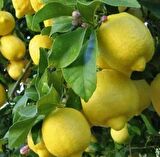 6 yaş saksılı limon ağacı yediveren