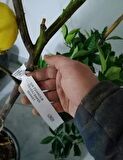 6 yaş saksılı limon ağacı yediveren