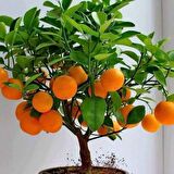 3 yaş tüplü limon fidanı mayer