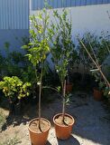 6 yaş saksılı mandalina ağacı