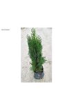 Altuni Mazı Fidanı 25-35 cm 