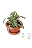 Tıbbi Adaçayı Fidanı 10-20 Cm 1 Adet Salvia