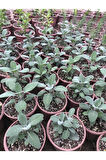 Tıbbi Adaçayı Fidanı 10-20 Cm 1 Adet Salvia
