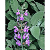 Tıbbi Adaçayı Fidanı 10-20 Cm 1 Adet Salvia