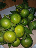 Mandalina (1 kg)