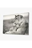  Miyrem Glasses Collection -A1^#  Aslan Hayvan Cam Tablo