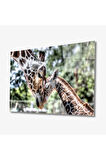  Miyrem Glasses Collection -A1^#  Zürefa Hayvan Cam Tablo