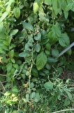 goji berry