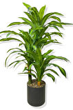 DRACAENA FRAGRANS 3 GÖVDE YAPAY AĞAÇ 160 CM SİYAH 30X30 GALVANİZ SAKSI