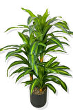DRACAENA FRAGRANS 3 GÖVDE YAPAY AĞAÇ 160 CM SİYAH 30X30 GALVANİZ SAKSI