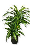 DRACAENA FRAGRANS 3 GÖVDE YAPAY AĞAÇ 160 CM SİYAH 30X30 GALVANİZ SAKSI
