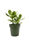 Para Çiçeği 10-20 cm Saksıda Crassula Ovata