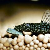 Jbl Novo pleco Vatoz için tablet yem 50 Gr Kovadan Bölme