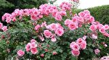 Pembe Yediveren Gül Fidanı Polyanna 1 Adet 15-25 Cm