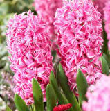 Pink Pearl Pembe Sümbül Soğanı – 5 Adet