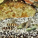 1000 Gram Jbl Pro Novo Botia Tab M Tablet Yem