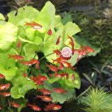 500 Adet Jbl Pro Novo Tab M, Protein İçerikli Tablet Yem