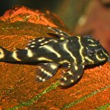 1000 Adet Jbl Pro Novo Pleco Wafer M Vatoz İçin Tablet Yem 