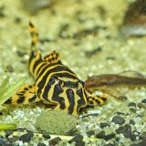 500 Gram Jbl Pro Novo Pleco Wafer M Vatoz İçin Tablet Yem