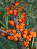 Yalancı İğde Ağacı (Hippophae rhamnoides): C Vitamini Deposu