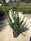 Ligüstrüm Lüküstürüm Ligustrum Japonica Kurtbağrı Fidanı 40- 80 Cm