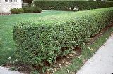 Ligüstrüm Lüküstürüm Ligustrum Japonica Kurtbağrı Fidanı 40- 80 Cm